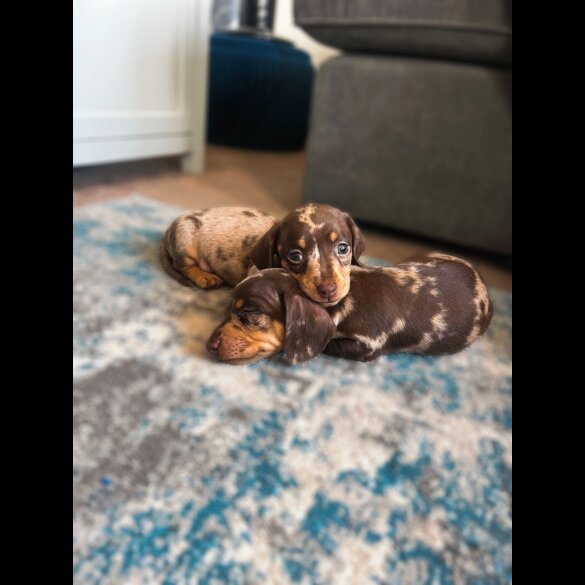 Dachshund (Standard &amp; Miniature) - Both
