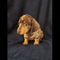 Dachshund (Standard &amp; Miniature) - Both