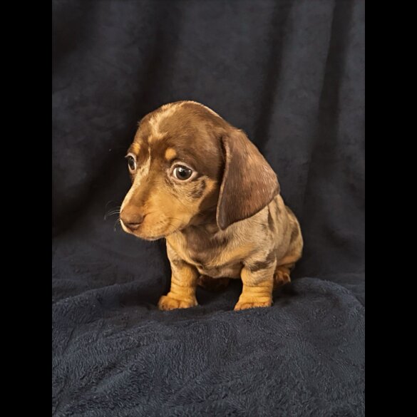 Dachshund (Standard &amp; Miniature) - Both