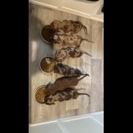 Dachshund (Standard &amp; Miniature) - Both
