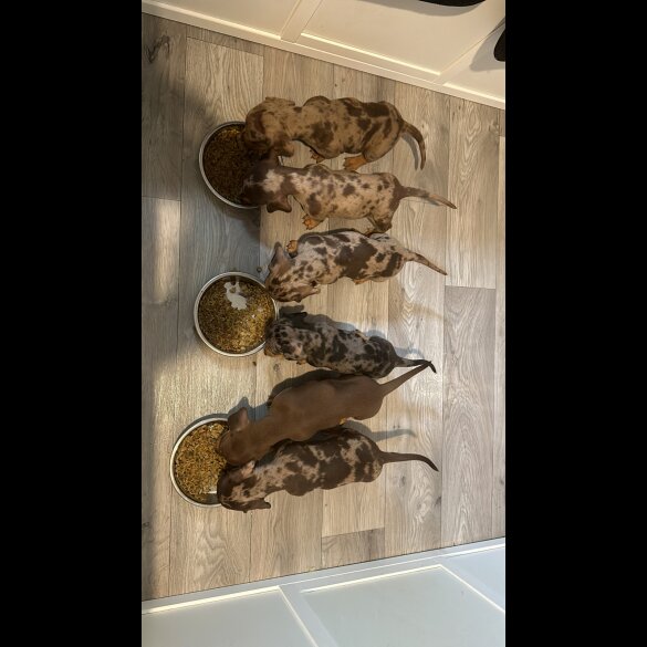 Dachshund (Standard &amp; Miniature) - Both
