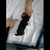 Dachshund (Standard &amp; Miniature) - Both