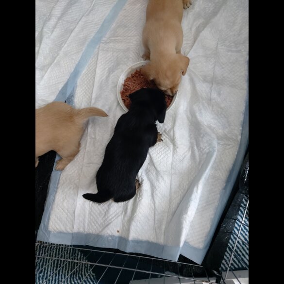 Dachshund (Standard &amp; Miniature) - Both