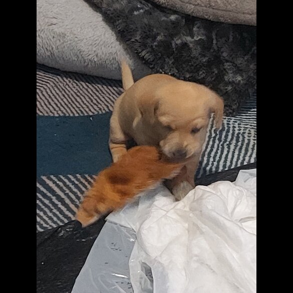 Dachshund (Standard &amp; Miniature) - Both