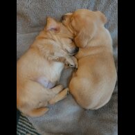 Dachshund (Standard &amp; Miniature) - Both