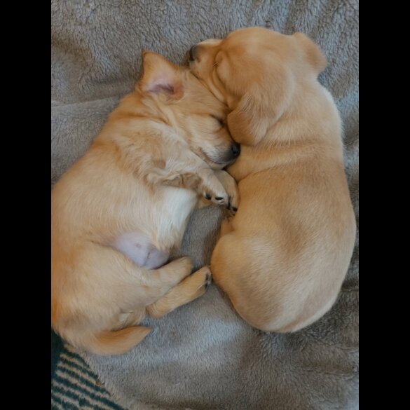 Dachshund (Standard &amp; Miniature) - Both