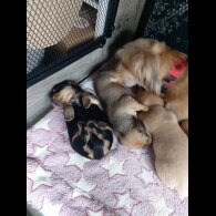 Dachshund (Standard &amp; Miniature) - Both
