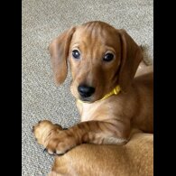 Dachshund (Standard &amp; Miniature) - Dogs