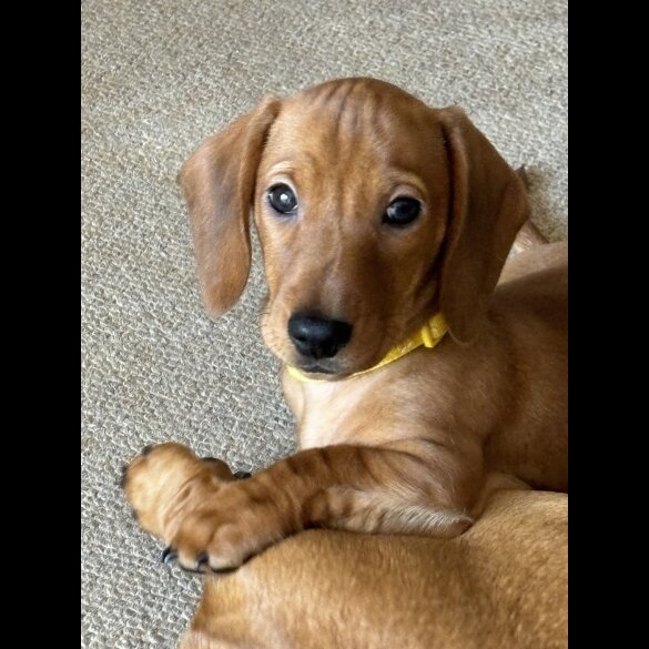 Dachshund (Standard &amp; Miniature) - Dogs