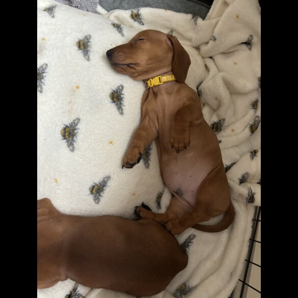 Dachshund (Standard &amp; Miniature) - Dogs