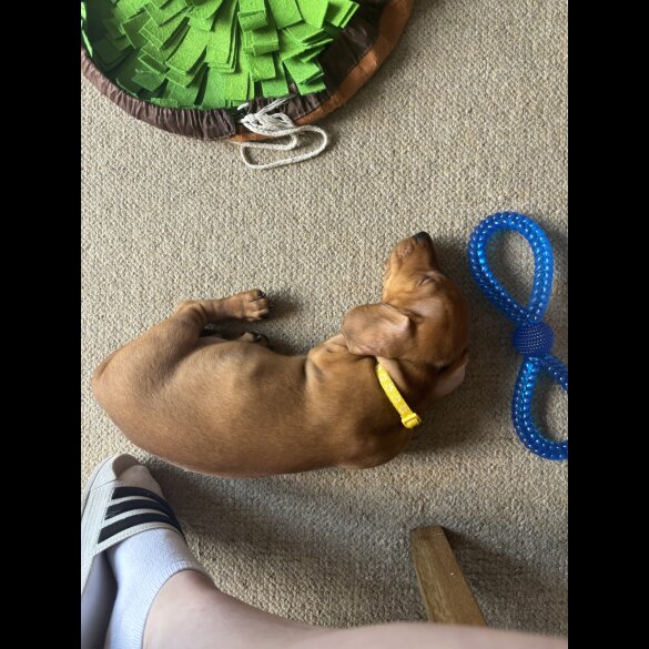 Dachshund (Standard &amp; Miniature) - Dogs