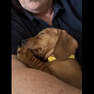 Dachshund (Standard &amp; Miniature) - Dogs