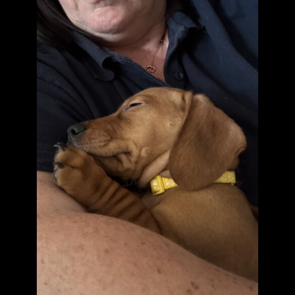 Dachshund (Standard &amp; Miniature) - Dogs