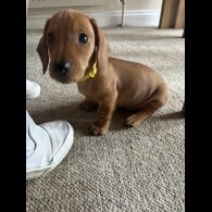 Dachshund (Standard &amp; Miniature) - Dogs