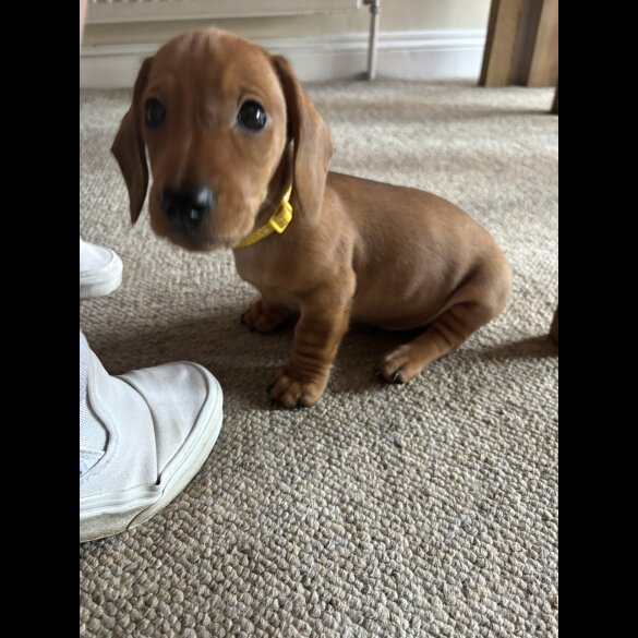 Dachshund (Standard &amp; Miniature) - Dogs
