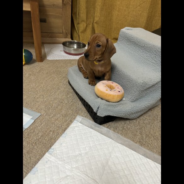Dachshund (Standard &amp; Miniature) - Dogs