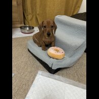 Dachshund (Standard &amp; Miniature) - Dogs
