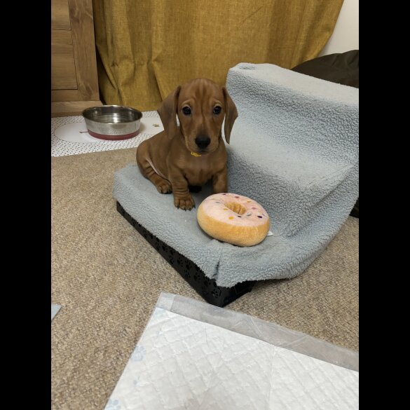 Dachshund (Standard &amp; Miniature) - Dogs