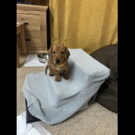 Dachshund (Standard &amp; Miniature) - Dogs