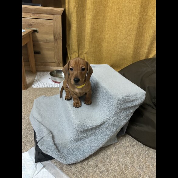 Dachshund (Standard &amp; Miniature) - Dogs