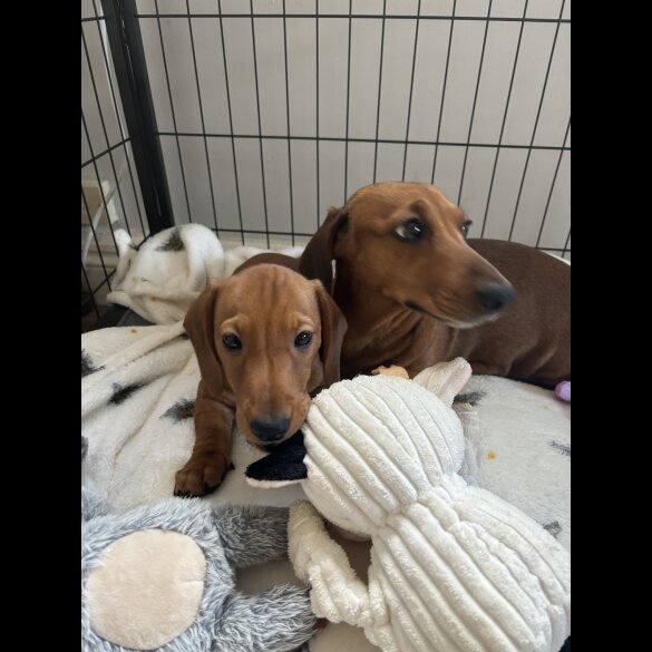 Dachshund (Standard &amp; Miniature) - Dogs