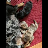 Dachshund (Standard &amp; Miniature) - Both