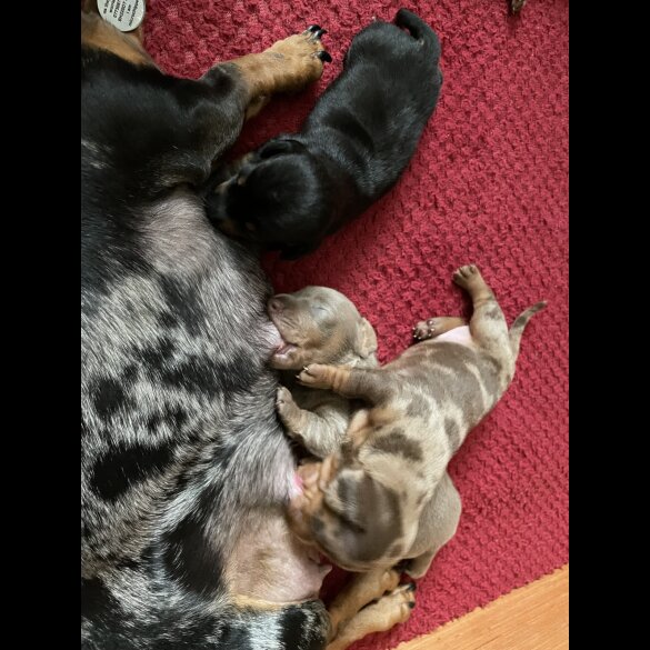 Dachshund (Standard &amp; Miniature) - Both