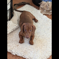 Dachshund (Standard &amp; Miniature) - Both