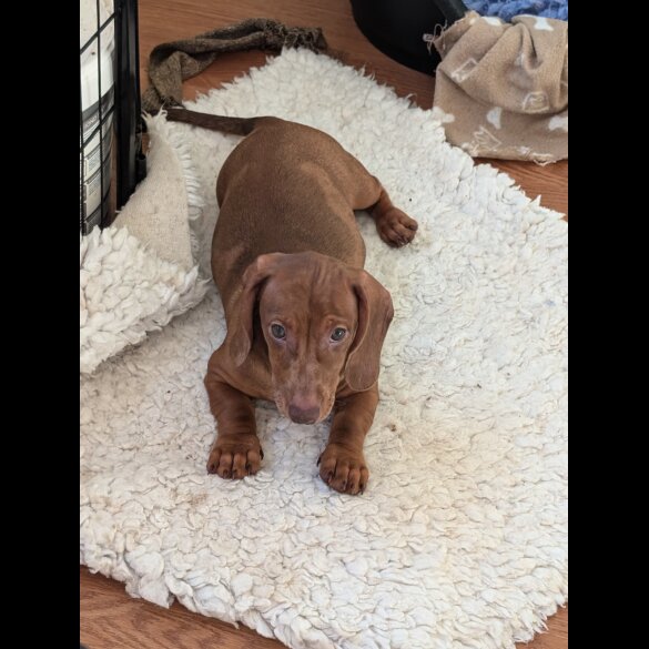 Dachshund (Standard &amp; Miniature) - Both