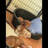 Dachshund (Standard &amp; Miniature) - Both