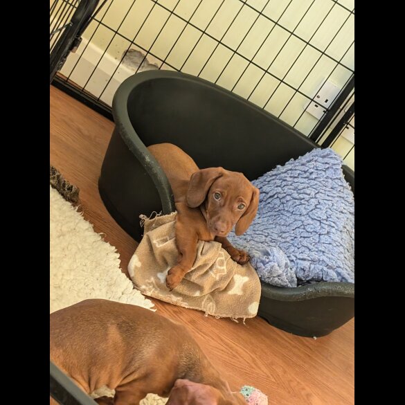 Dachshund (Standard &amp; Miniature) - Both