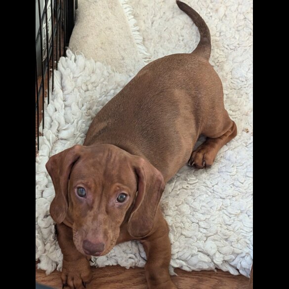 Dachshund (Standard &amp; Miniature) - Both