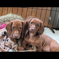 Dachshund (Standard &amp; Miniature) - Both