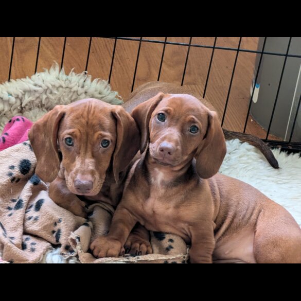 Dachshund (Standard &amp; Miniature) - Both