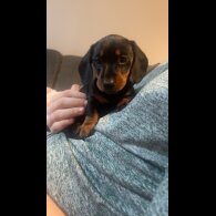 Dachshund (Standard &amp; Miniature) - Both