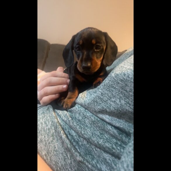 Dachshund (Standard &amp; Miniature) - Both