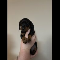 Dachshund (Standard &amp; Miniature) - Both