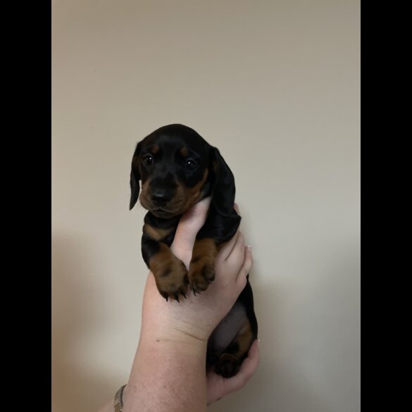 Dachshund (Standard &amp; Miniature) - Both