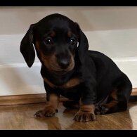Dachshund (Standard &amp; Miniature) - Both