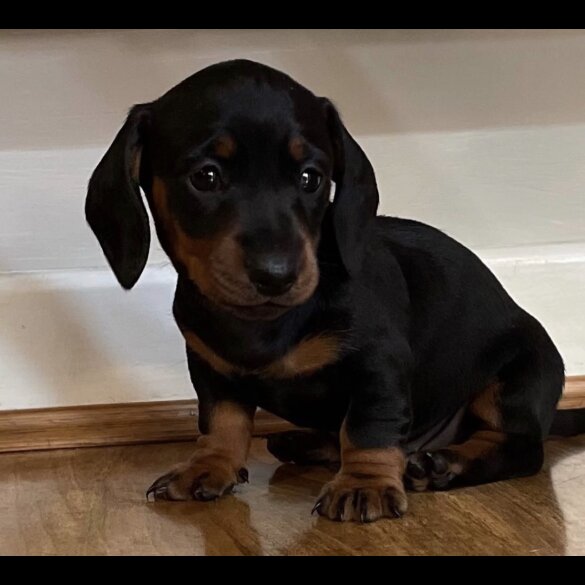 Dachshund (Standard &amp; Miniature) - Both