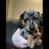 Dachshund (Standard &amp; Miniature) - Both