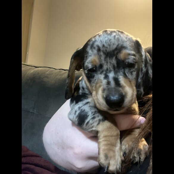 Dachshund (Standard &amp; Miniature) - Both