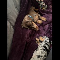 Dachshund (Standard &amp; Miniature) - Both