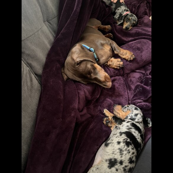 Dachshund (Standard &amp; Miniature) - Both