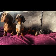 Dachshund (Standard &amp; Miniature) - Both