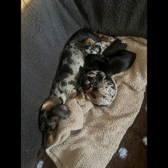 Dachshund (Standard &amp; Miniature) - Both