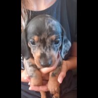 Dachshund (Standard &amp; Miniature) - Both
