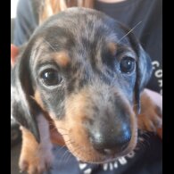 Dachshund (Standard &amp; Miniature) - Both