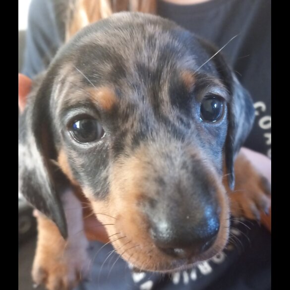 Dachshund (Standard &amp; Miniature) - Both