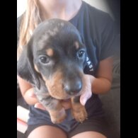 Dachshund (Standard &amp; Miniature) - Both